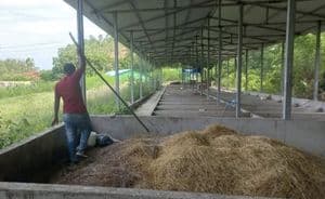 Jerami sebagai bahan baku pembuatan bahan bakar alternatif