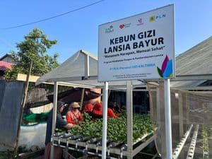 Kebun Gizi Lansia PLN UID Kaltimra