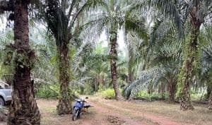 Kelapa Sawit