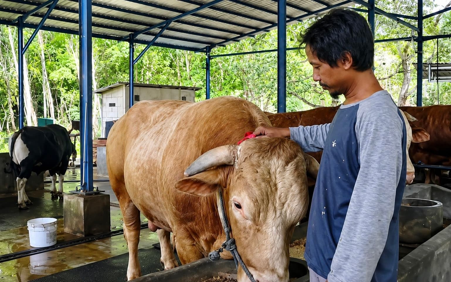 Sapi