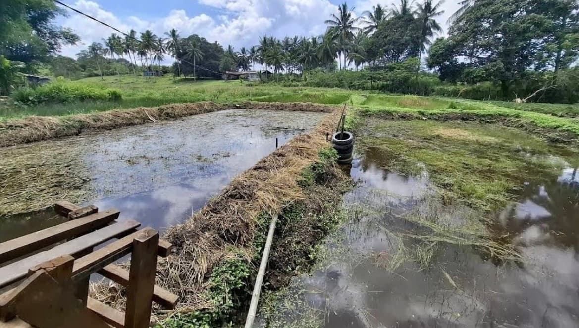 Sawah