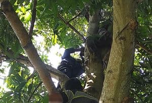 Pohon mangga