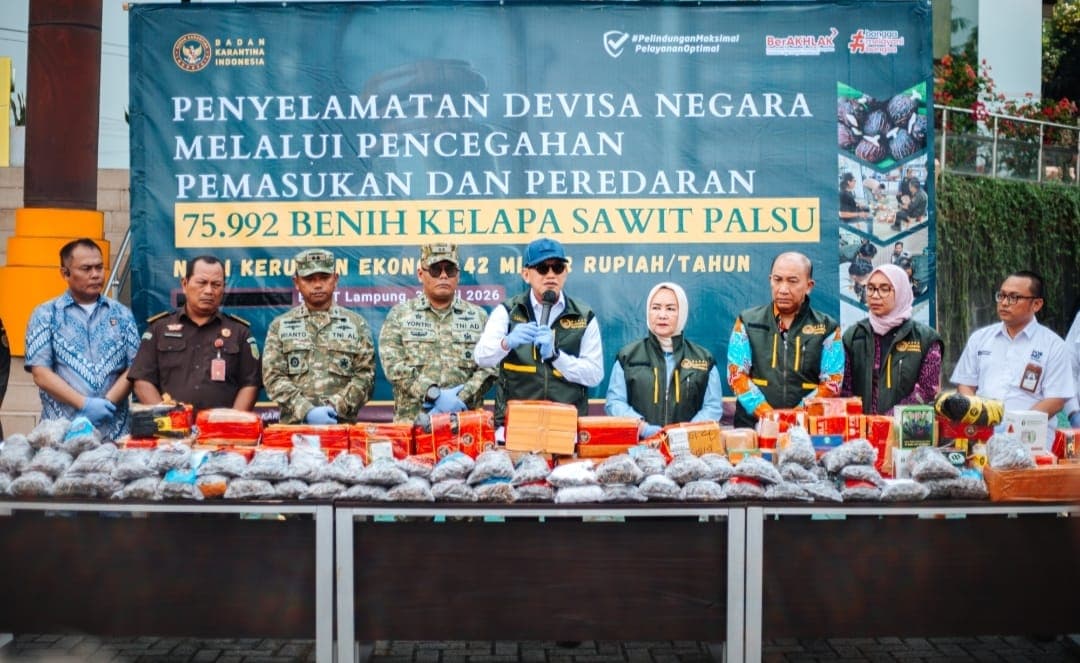 benih sawit ilegal